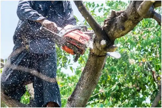 tree services Judson